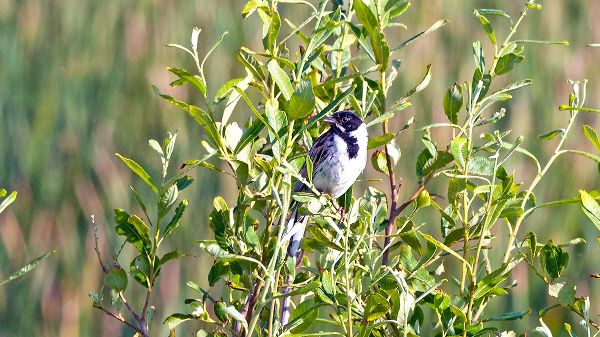 Common Reed Bunting [Emberiza schoeniclus schoeniclus]