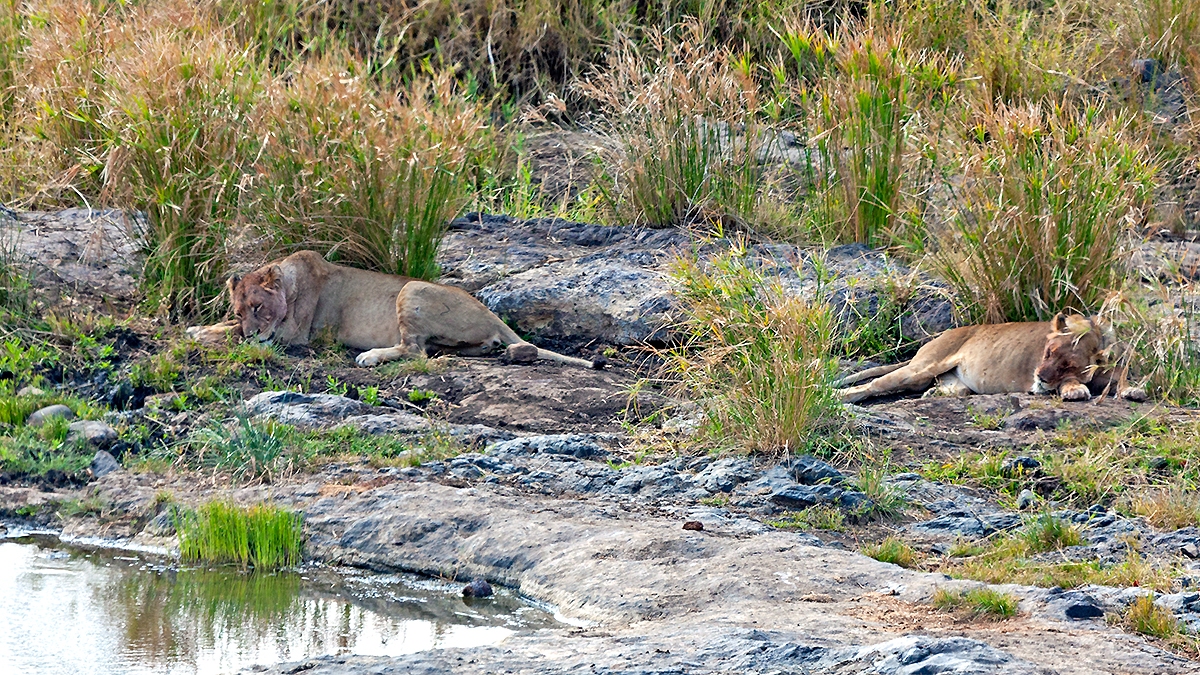 Lion [Panthera leo melanochaita]