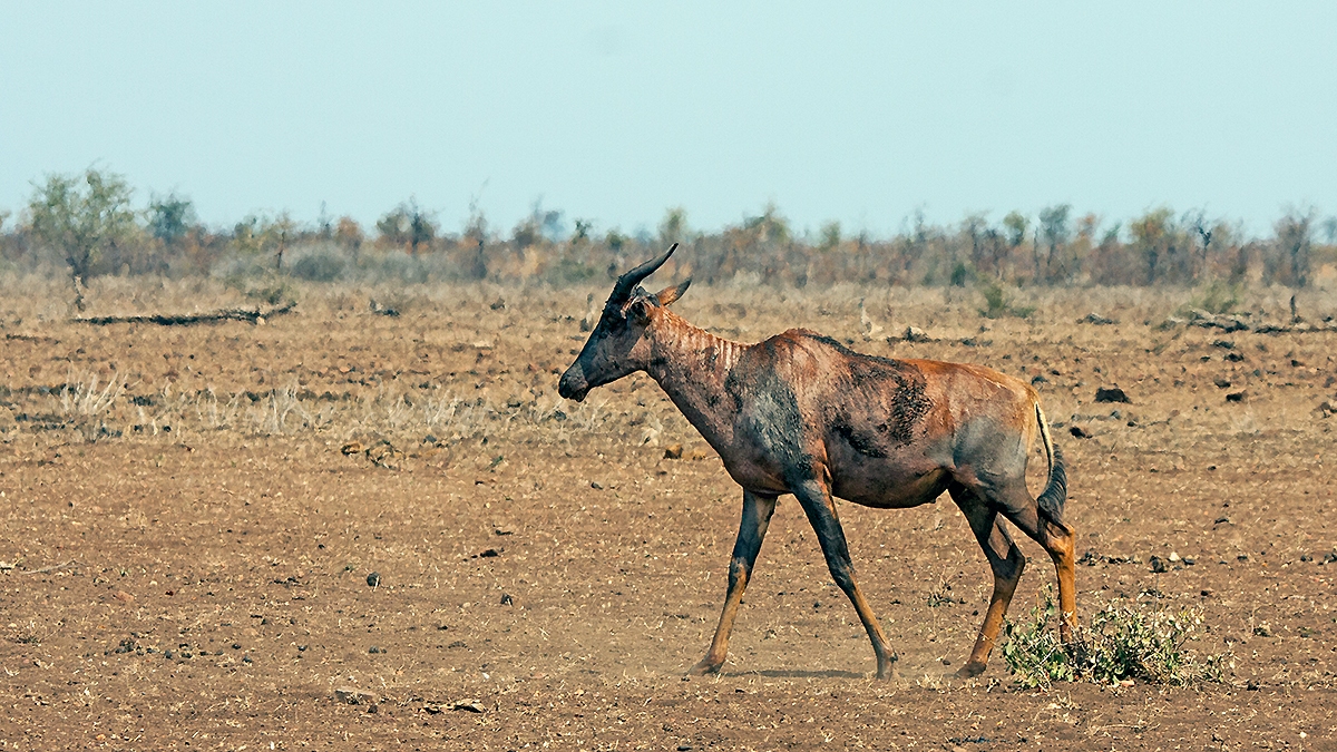 Tsessebe [Damaliscus lunatus lunatus]