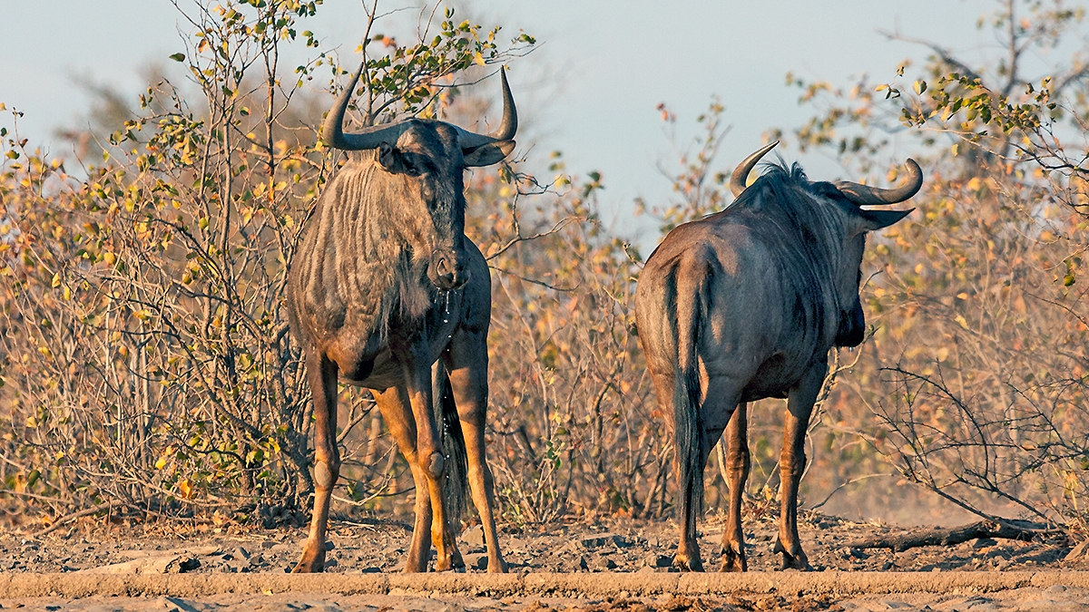 Blue Wildebeest [Connochaetes taurinus taurinus]