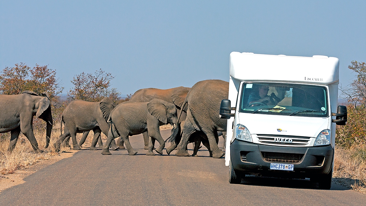 African Bush Elephant [Loxodonta africana]