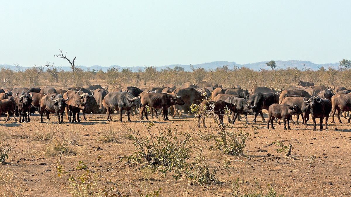 African Buffalo [Syncerus caffer caffer]