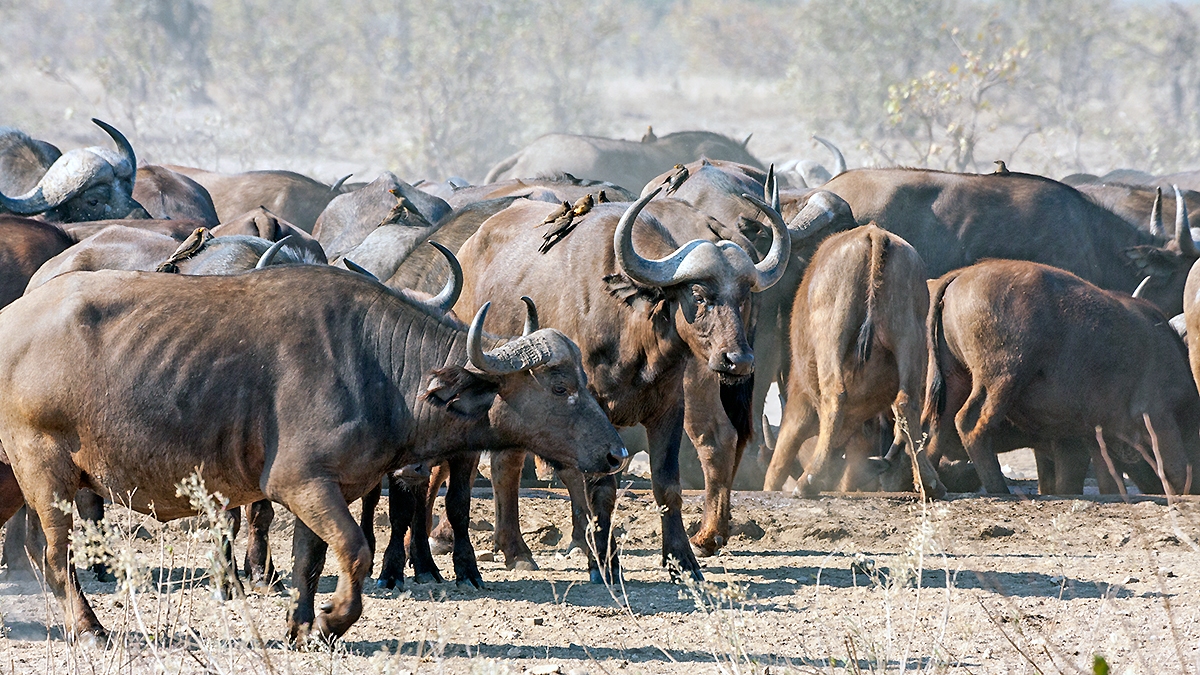 African Buffalo [Syncerus caffer caffer]