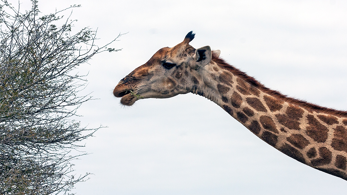 Southern Giraffe [Giraffa giraffa giraffa]