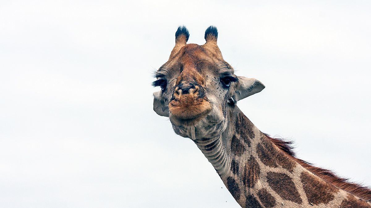 Southern Giraffe [Giraffa giraffa giraffa]