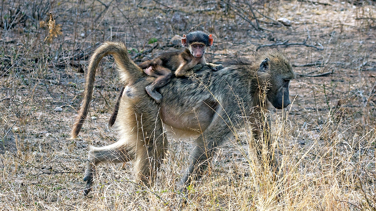 Chacma Baboon [Papio ursinus griseipes]