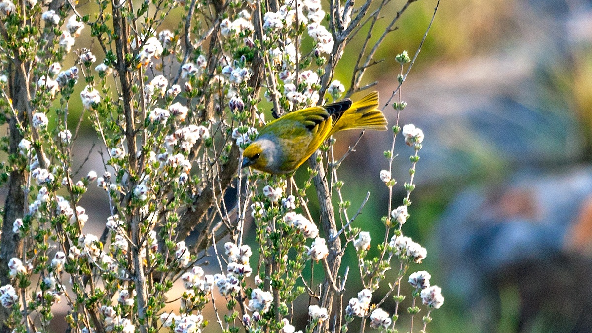 Cape Canary [Serinus canicollis thompsonae]
