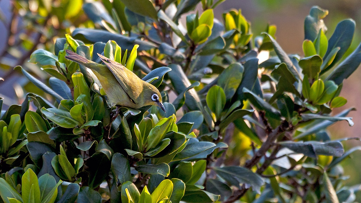 Cape White-eye [Zosterops virens virens]