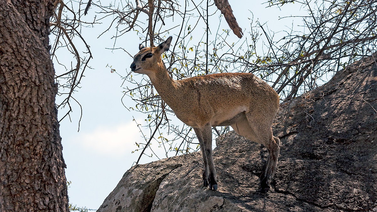 Klipspringer [Oreotragus oreotragus transvaalensis]