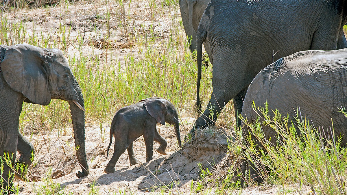 African Bush Elephant [Loxodonta africana]