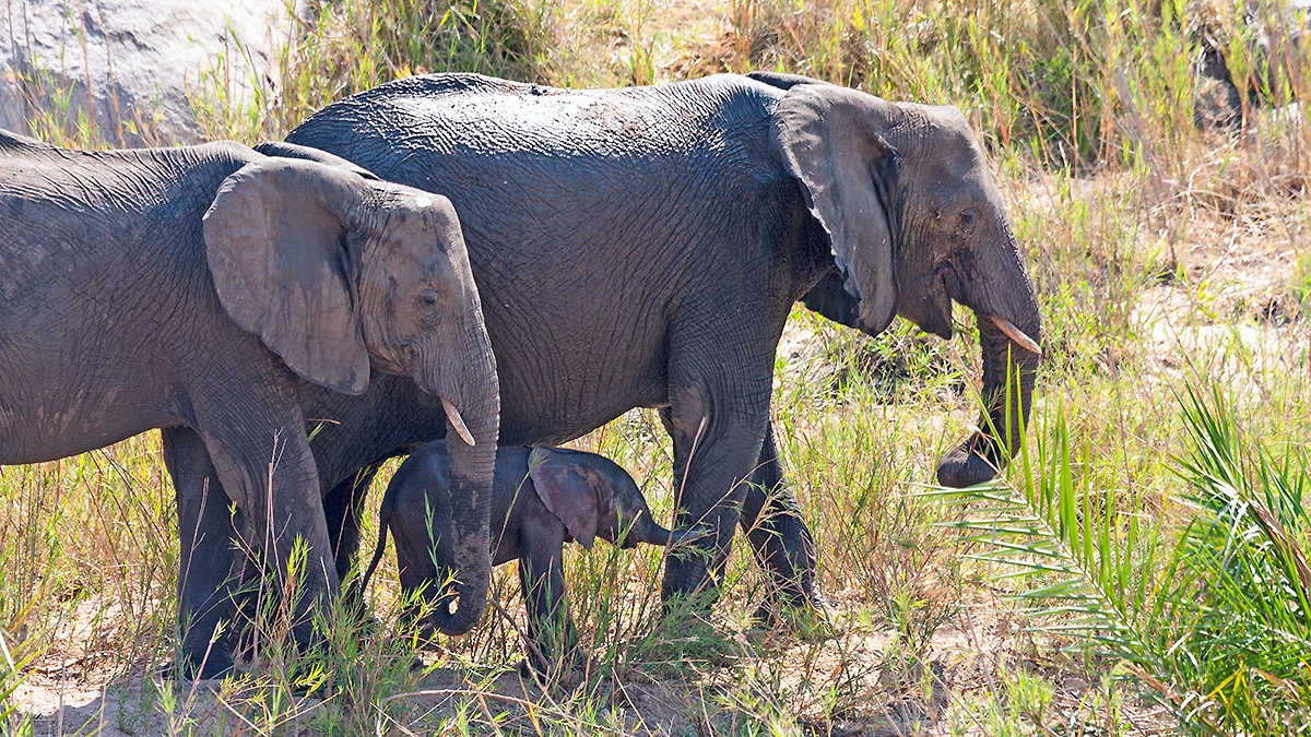 African Bush Elephant [Loxodonta africana]
