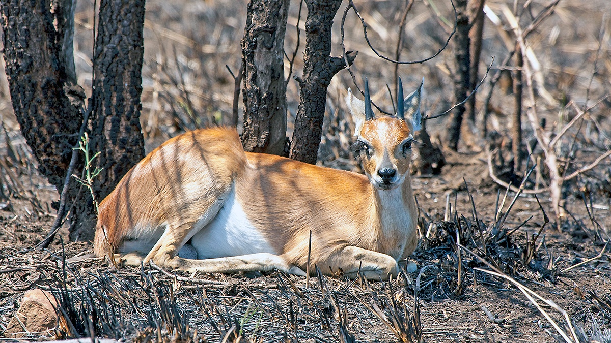 Steenbok [Raphicerus campestris]