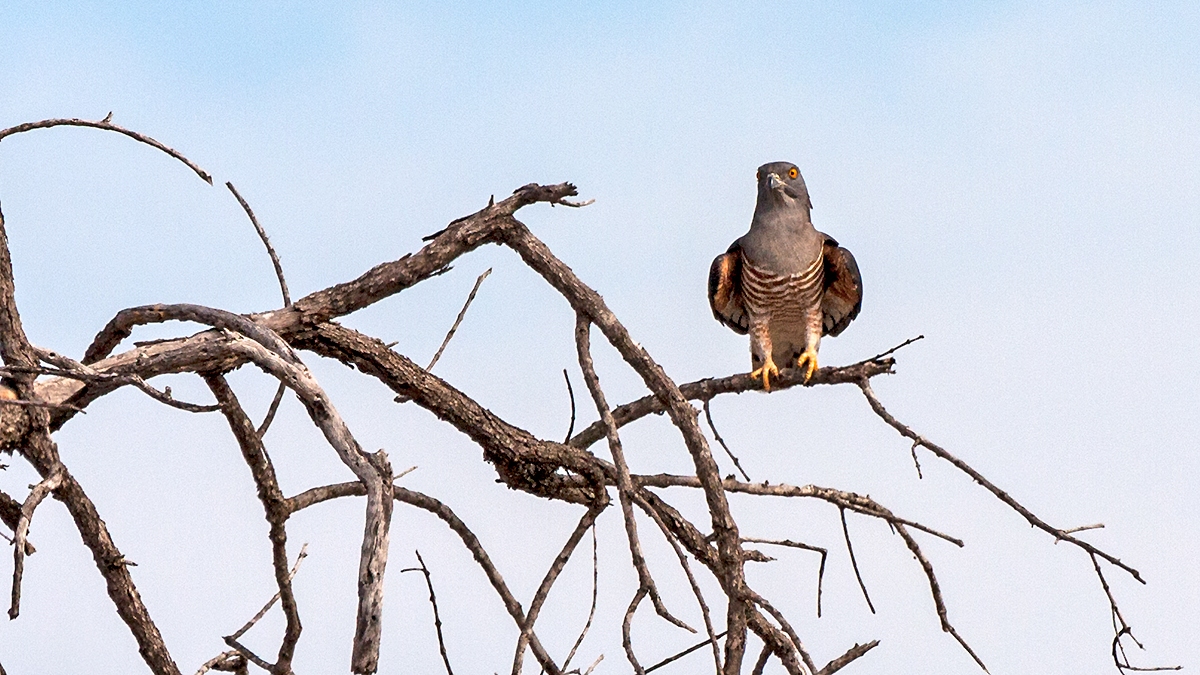 African Cuckoo-hawk [Aviceda cuculoides]