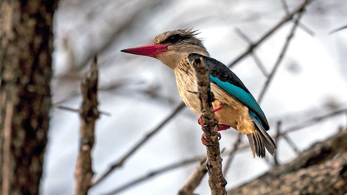 Brown-hooded Kingfisher [Halcyon albiventris vociferans]