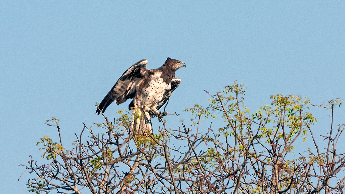 Martial Eagle [Polemaetus bellicosus]
