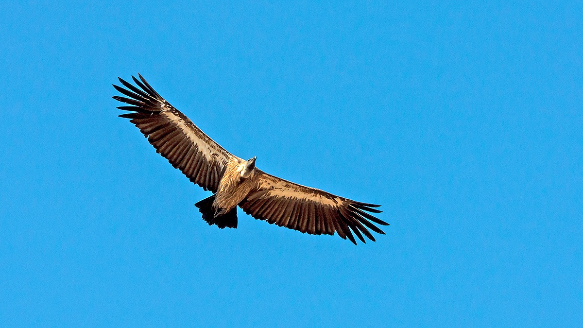 White-backed Vulture [Gyps africanus]