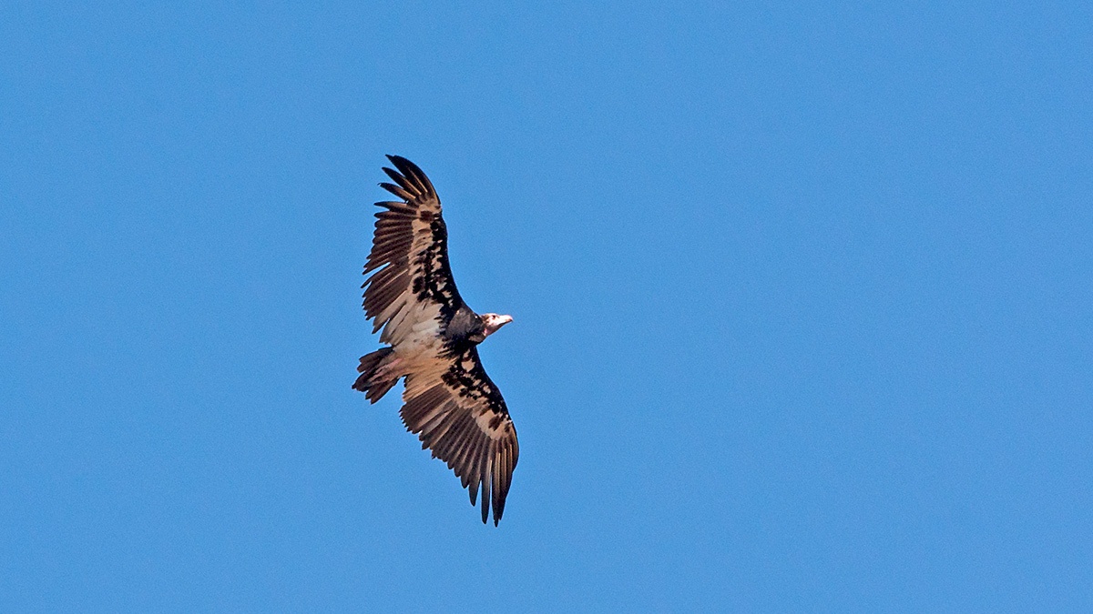 White-headed Vulture [Trigonoceps occipitalis]