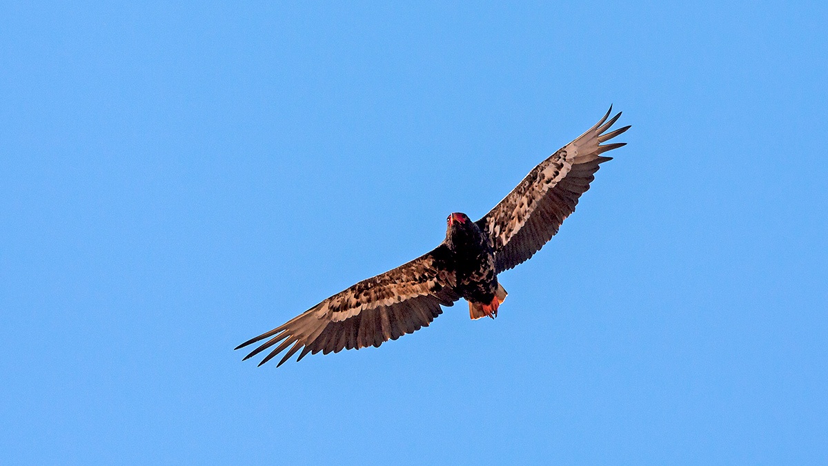 Bateleur [Terathopius ecaudatus]