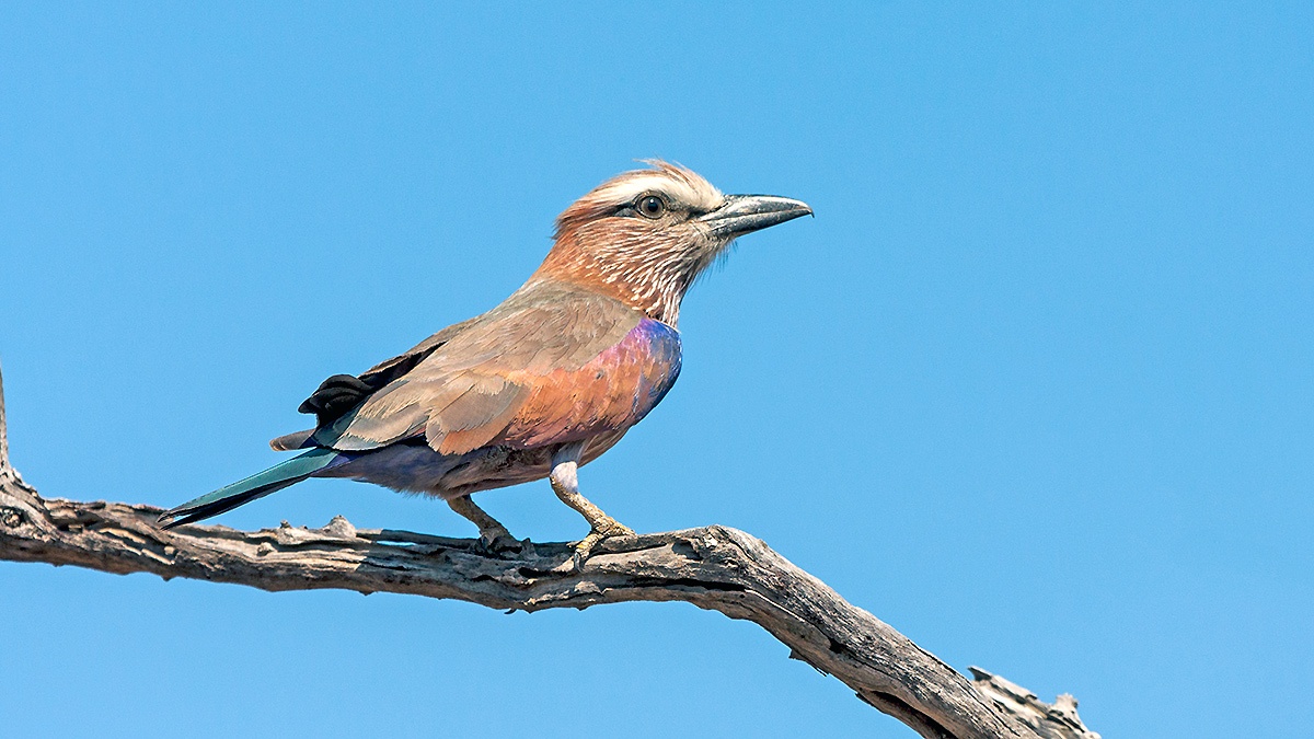 Purple Roller [Coracias naevius mosambicus]