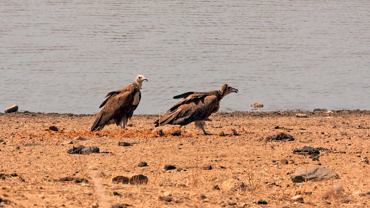 Hooded Vulture [Necrosyrtes monachus]