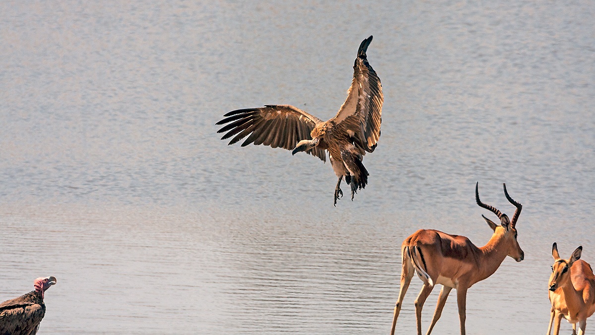 White-backed Vulture [Gyps africanus]