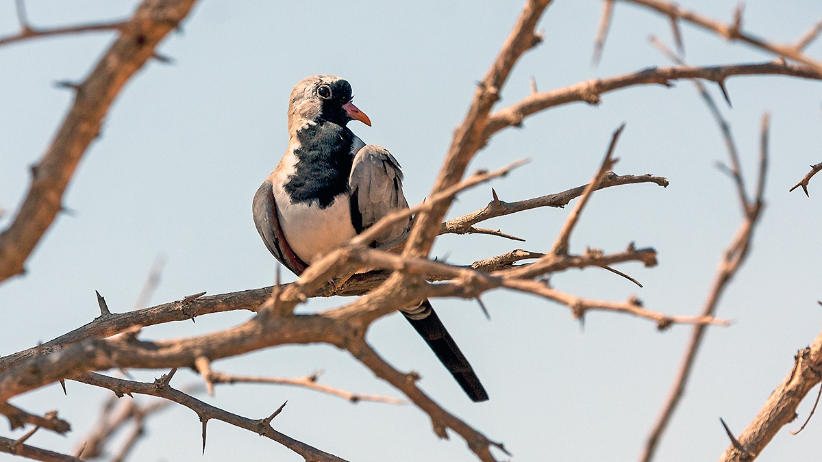 Namaqua Dove [Oena capensis capensis]