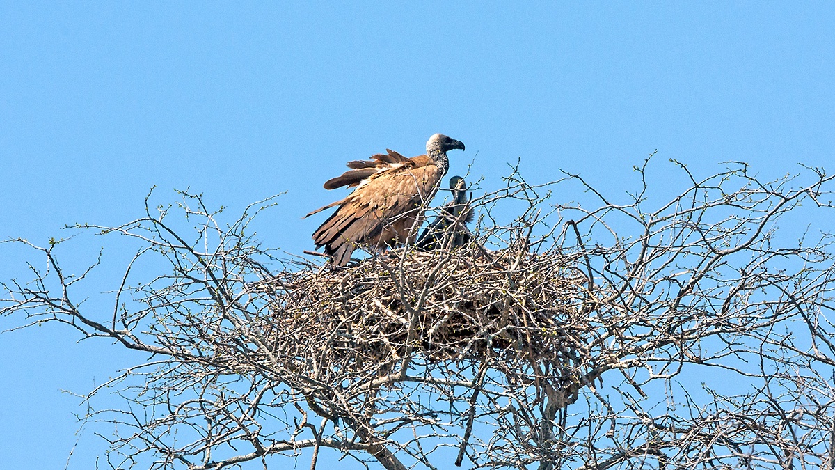 White-backed Vulture [Gyps africanus]