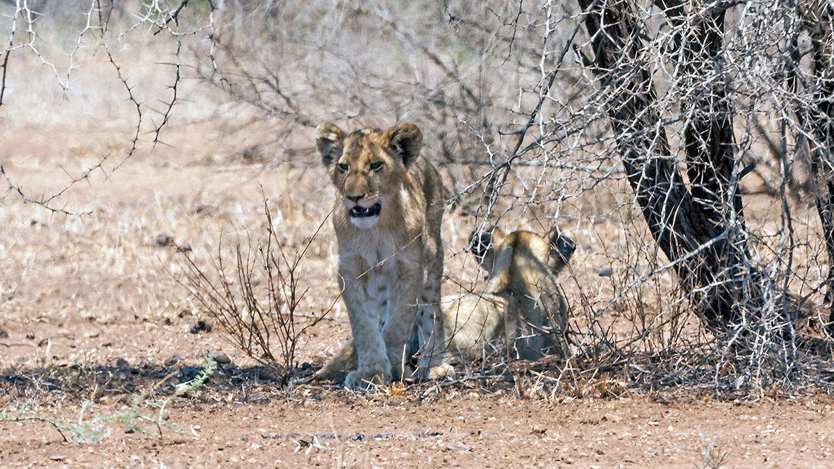 Lion [Panthera leo melanochaita]