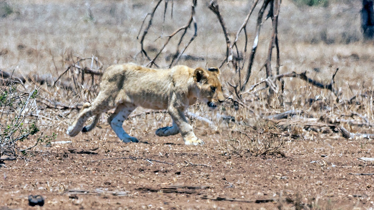 Lion [Panthera leo melanochaita]
