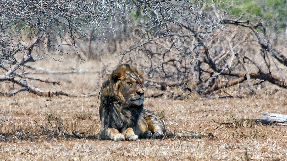 Lion [Panthera leo melanochaita]