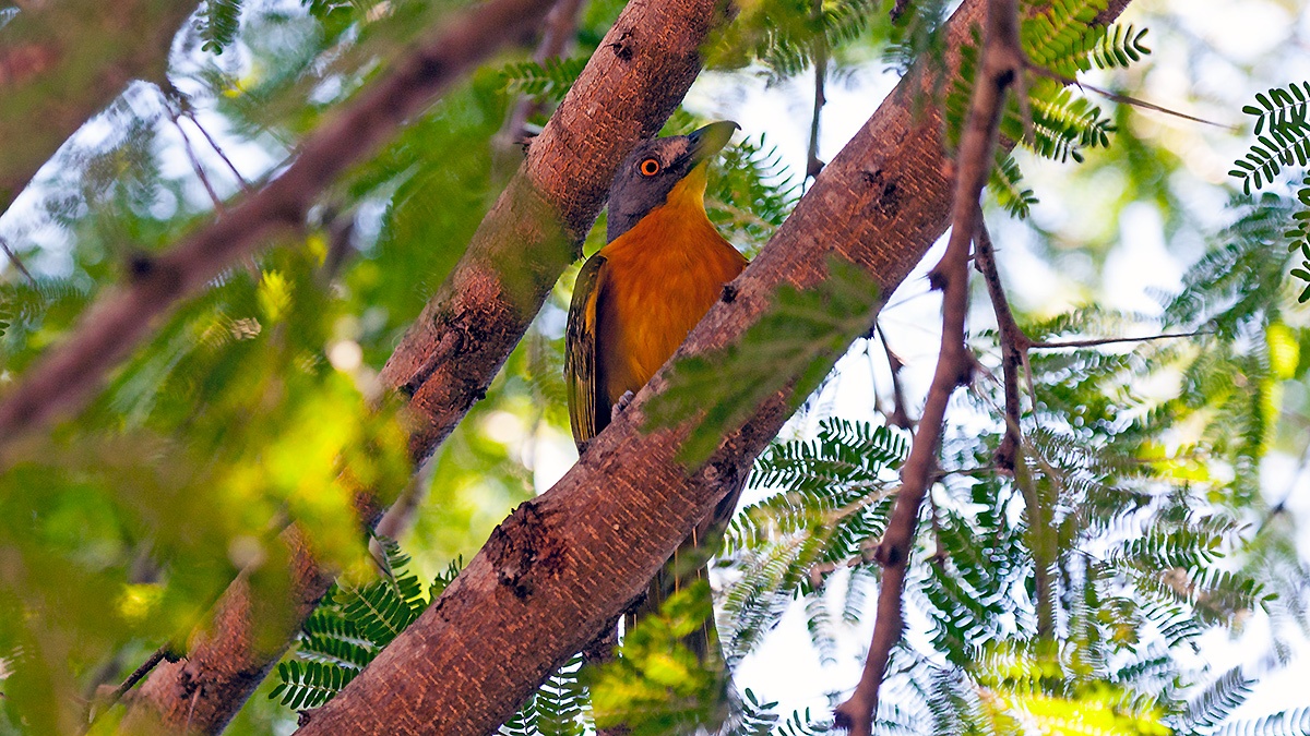 Grey-headed Bushshrike [Malaconotus blanchoti hypopyrrhus]