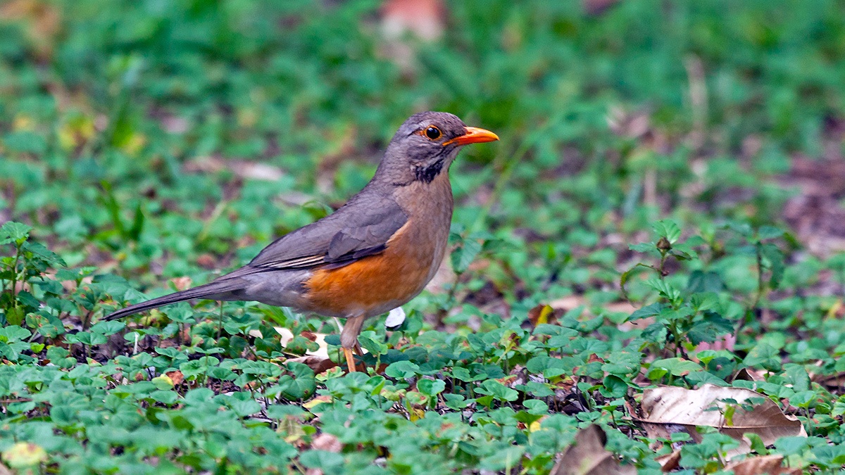 Kurrichane Thrush [Turdus libonyana libonyana]