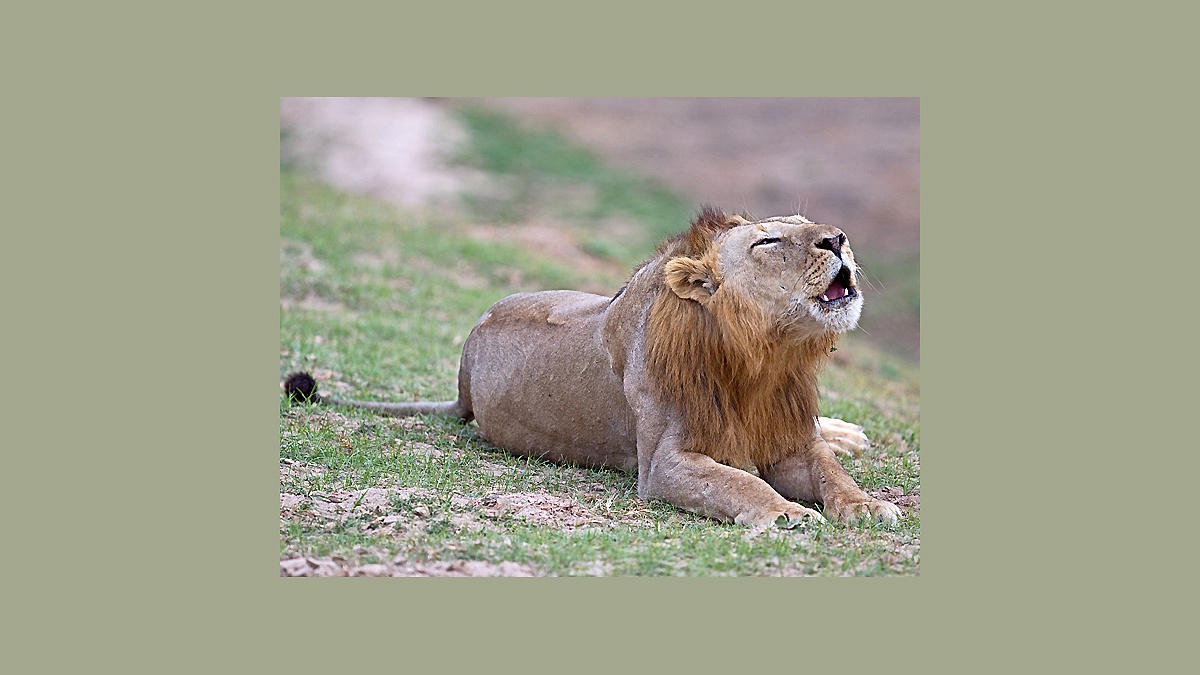 Lion [Panthera leo melanochaita]