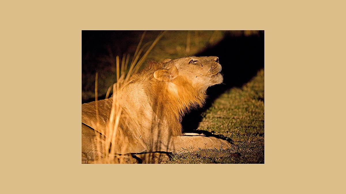 Lion [Panthera leo melanochaita]