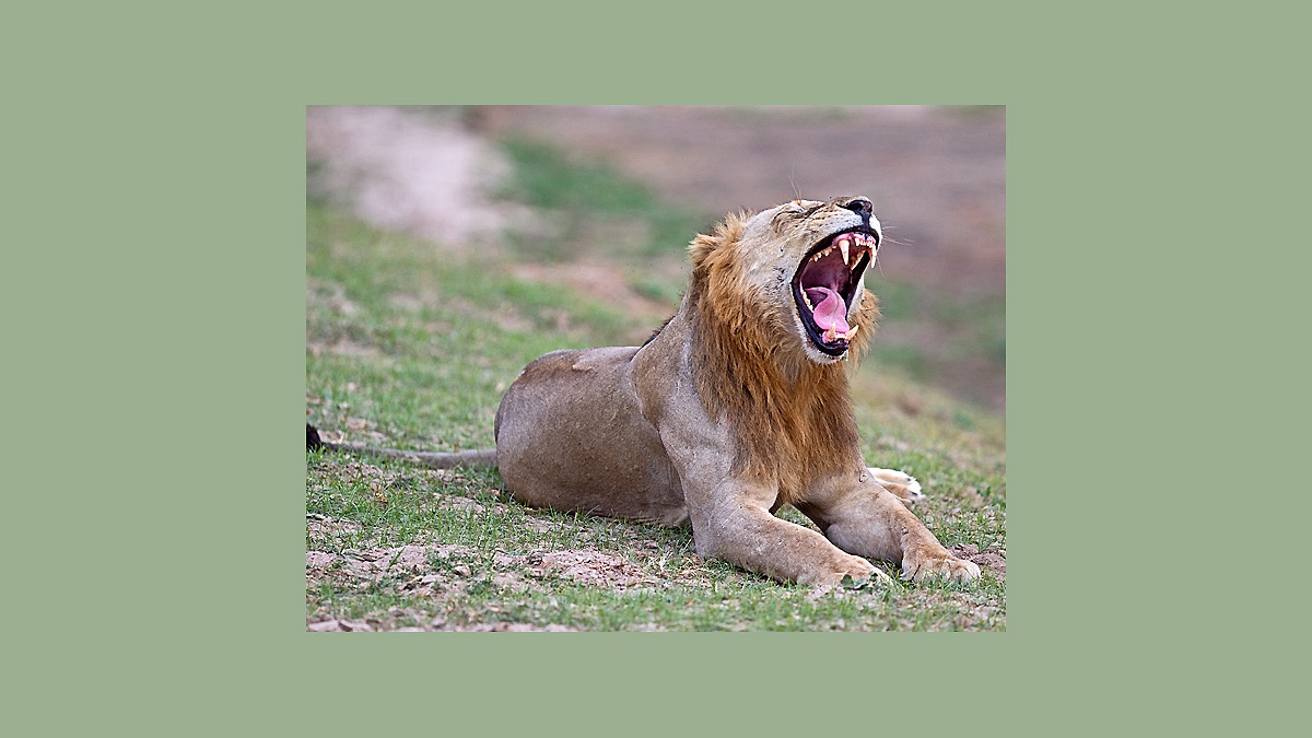 Lion [Panthera leo melanochaita]