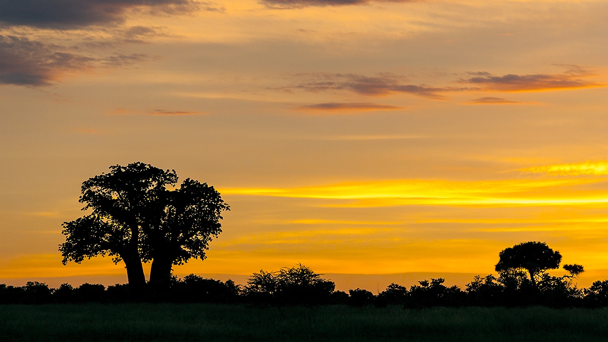 Baobab at sunset