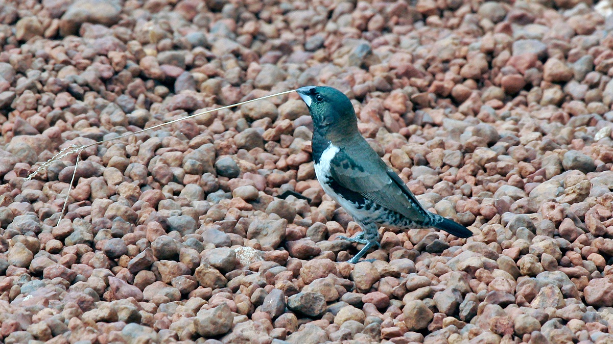 Bronze Mannikin [Spermestes cucullata cucullata]