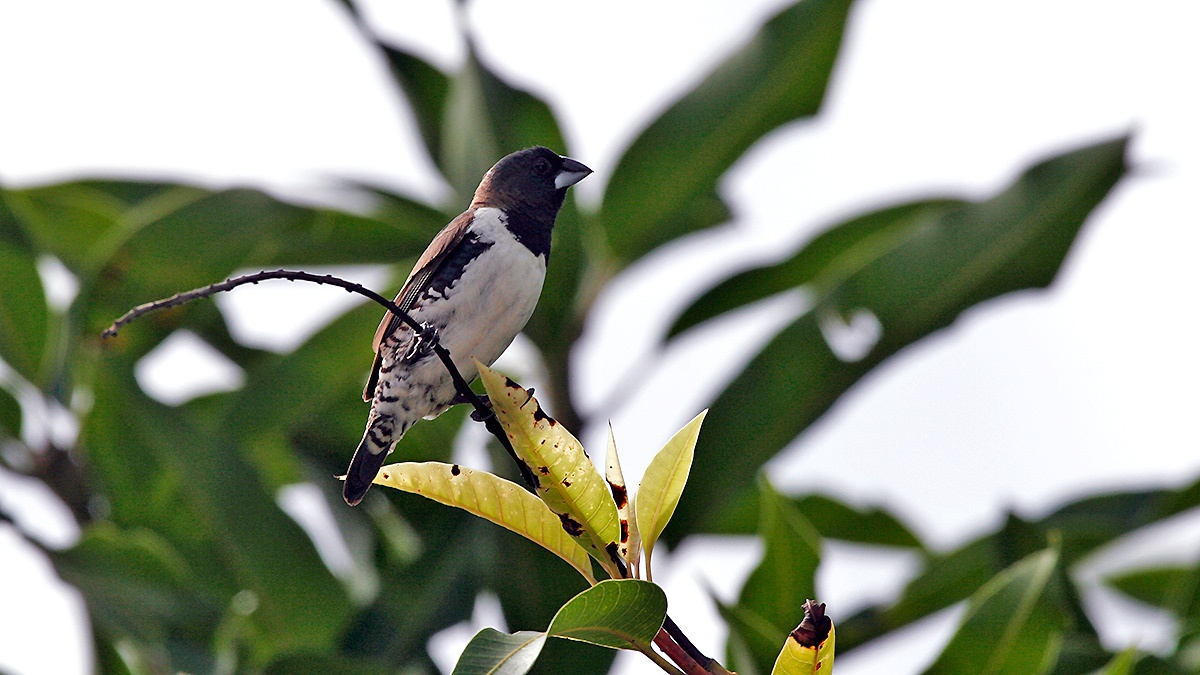 Bronze Mannikin [Spermestes cucullata cucullata]