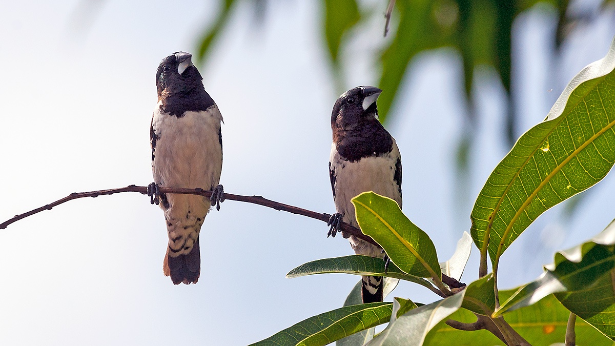 Bronze Mannikin [Spermestes cucullata cucullata]