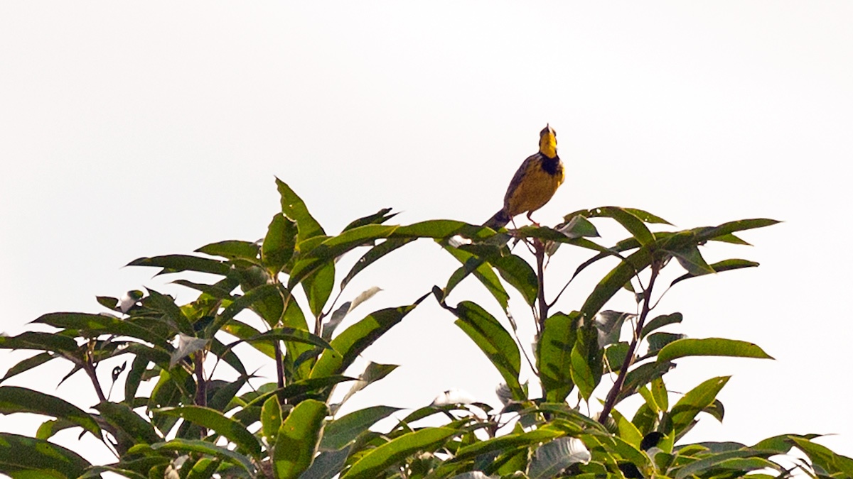 Yellow-throated Longclaw [Macronyx croceus croceus]