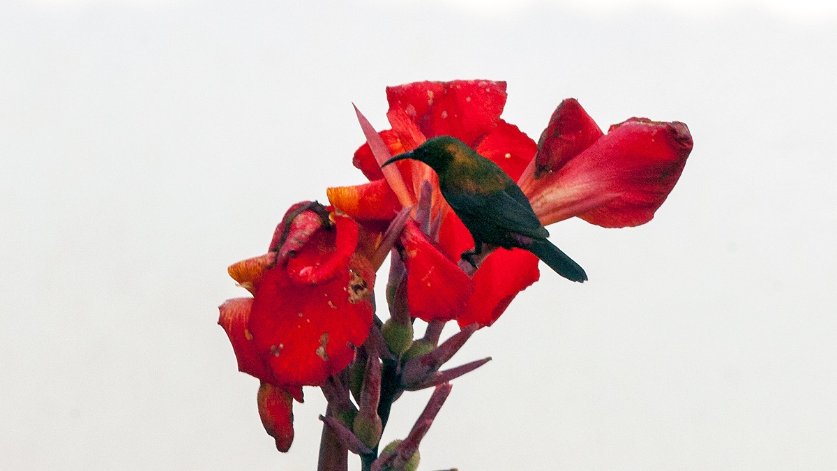Splendid Sunbird [Cinnyris coccinigastrus]