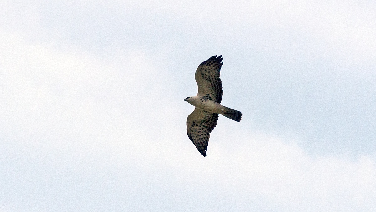 Ayres's Hawk-Eagle [Hieraaetus ayresii]