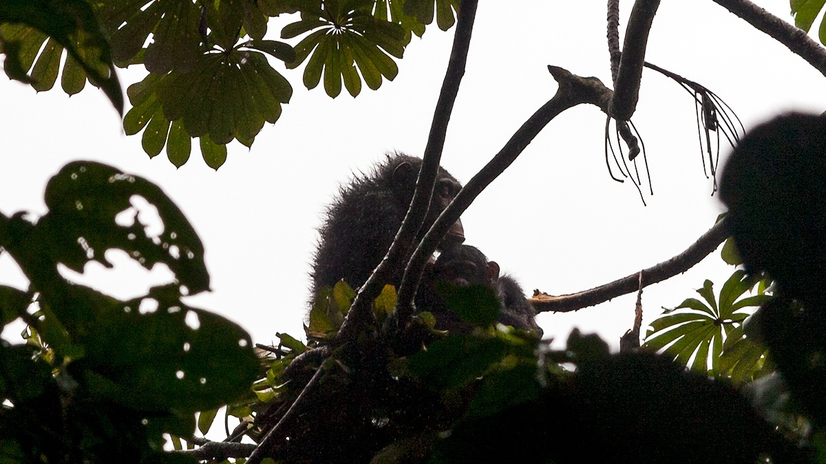 Common Chimpanzee [Pan troglodytes verus]