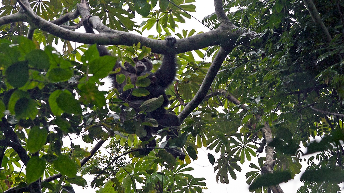 Common Chimpanzee [Pan troglodytes verus]