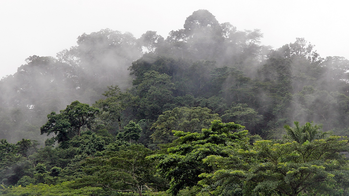 Bossou Forest, Guinea