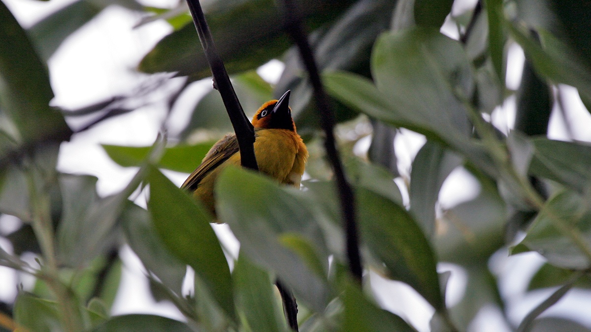Olive-naped Weaver [Ploceus brachypterus]