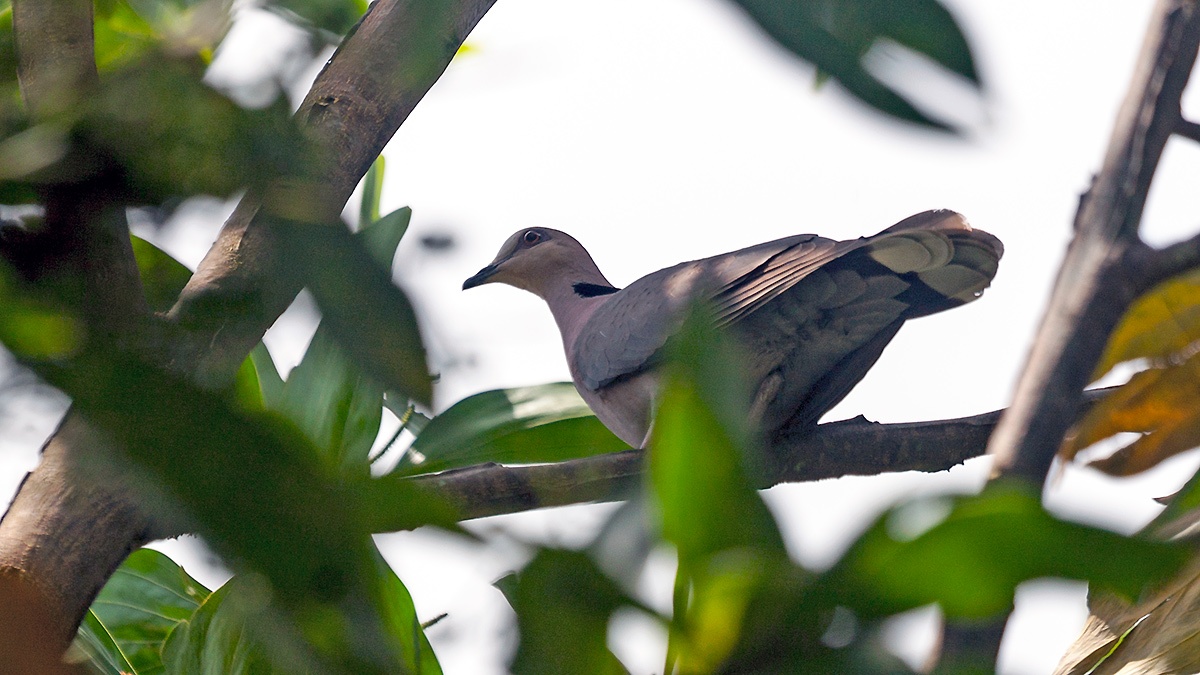 Red-eyed Dove [Streptopelia semitorquata]