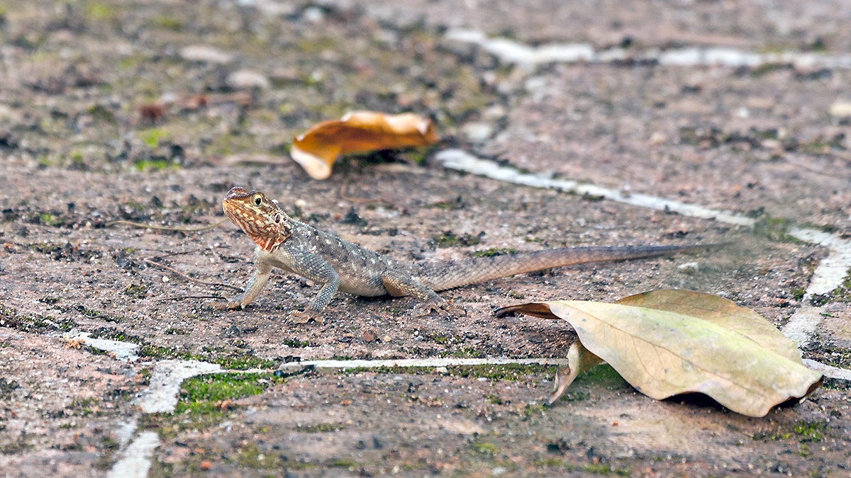 West African Rainbow Lizard [Agama africana]