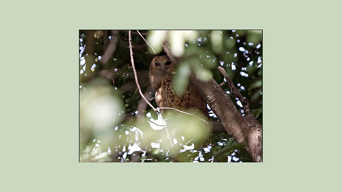 Pel's Fishing Owl [Scotopelia peli]
