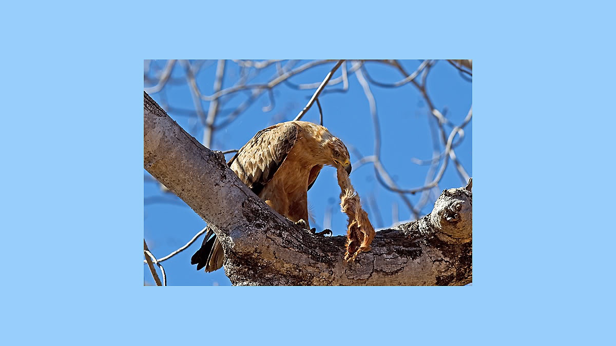 Tawny Eagle [Aquila rapax rapax]